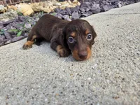Kevin, a male Miniature Dachshund for sale in Carlyle, IL – 5 of 7