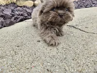 Sam, a male Shih Tzu for sale in Carlyle, IL – 4 of 9