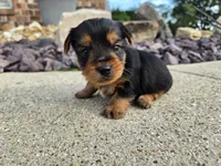 Stan, a male Yorkshire Terrier for sale in Carlyle, IL – 5 of 9