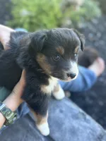 Cooper, a male Miniature Australian Shepherd for sale in Shinnston, WV – 3 of 4