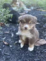 Poppy , a female Miniature Australian Shepherd for sale in Shinnston, WV – 3 of 5