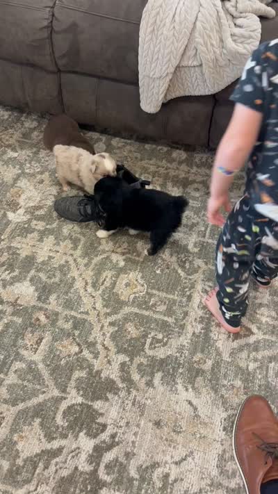 Charlie, a male Miniature Australian Shepherd for sale in Shinnston, WV – 6 of 6