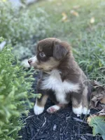 Bella, a female Miniature Australian Shepherd for sale in Shinnston, WV – 2 of 4