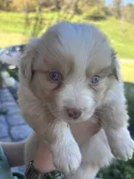 Charlie, a male Miniature Australian Shepherd for sale in Shinnston, WV – 5 of 6