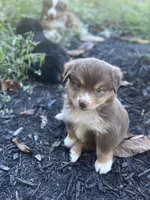 Poppy , a female Miniature Australian Shepherd for sale in Shinnston, WV – 1 of 5