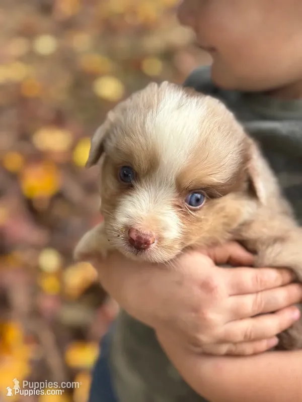 Charlie – Miniature Australian Shepherd puppy for sale in Shinnston, WV