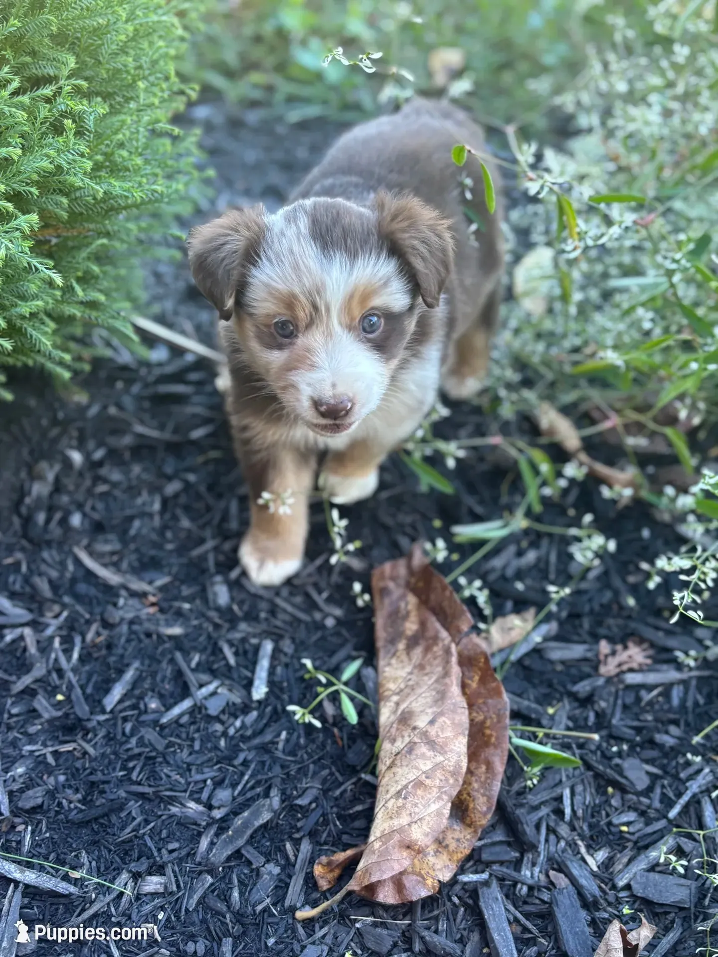 Ally, a female Miniature Australian Shepherd for sale in Shinnston, WV – 2 of 4