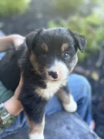 Cooper, a male Miniature Australian Shepherd for sale in Shinnston, WV – 2 of 4