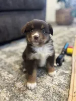 Daisy, a female Miniature Australian Shepherd for sale in Shinnston, WV – 3 of 4