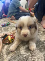 Charlie, a male Miniature Australian Shepherd for sale in Shinnston, WV – 4 of 6