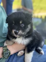 Maggie, a female Miniature Australian Shepherd for sale in Shinnston, WV – 3 of 3