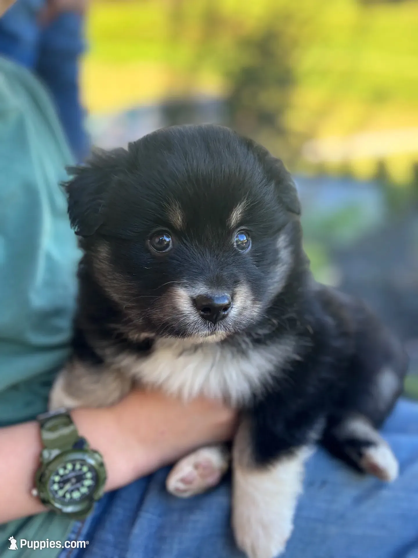 Maggie, a female Miniature Australian Shepherd for sale in Shinnston, WV – 1 of 3