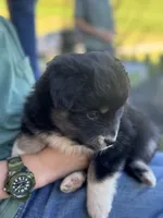 Maggie, a female Miniature Australian Shepherd for sale in Shinnston, WV – 2 of 3