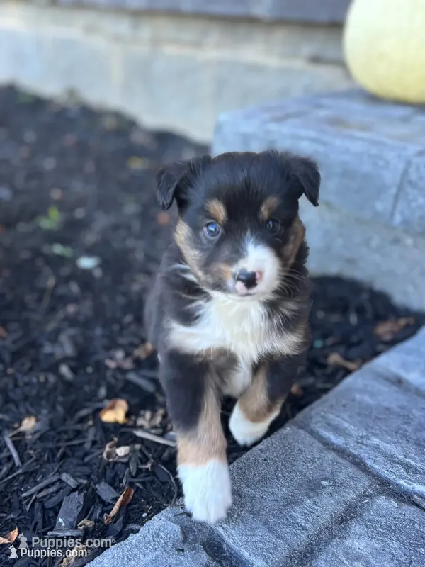 Cooper – Miniature Australian Shepherd puppy for sale in Shinnston, WV