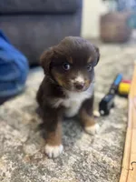 Daisy, a female Miniature Australian Shepherd for sale in Shinnston, WV – 2 of 4