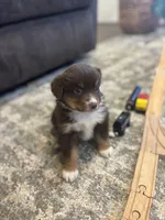 Daisy, a female Miniature Australian Shepherd for sale in Shinnston, WV – 4 of 4