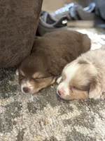 Charlie, a male Miniature Australian Shepherd for sale in Shinnston, WV – 3 of 6