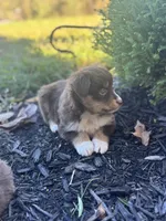 Bella, a female Miniature Australian Shepherd for sale in Shinnston, WV – 3 of 4