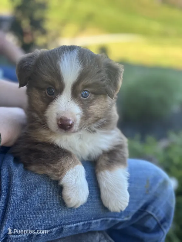 Milo  – Miniature Australian Shepherd puppy for sale in Shinnston, WV