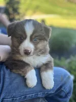Milo , a male Miniature Australian Shepherd for sale in Shinnston, WV – 1 of 2