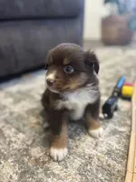 Daisy, a female Miniature Australian Shepherd for sale in Shinnston, WV – 1 of 4