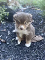 Poppy , a female Miniature Australian Shepherd for sale in Shinnston, WV – 2 of 5