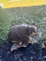 Ally, a female Miniature Australian Shepherd for sale in Shinnston, WV – 4 of 4