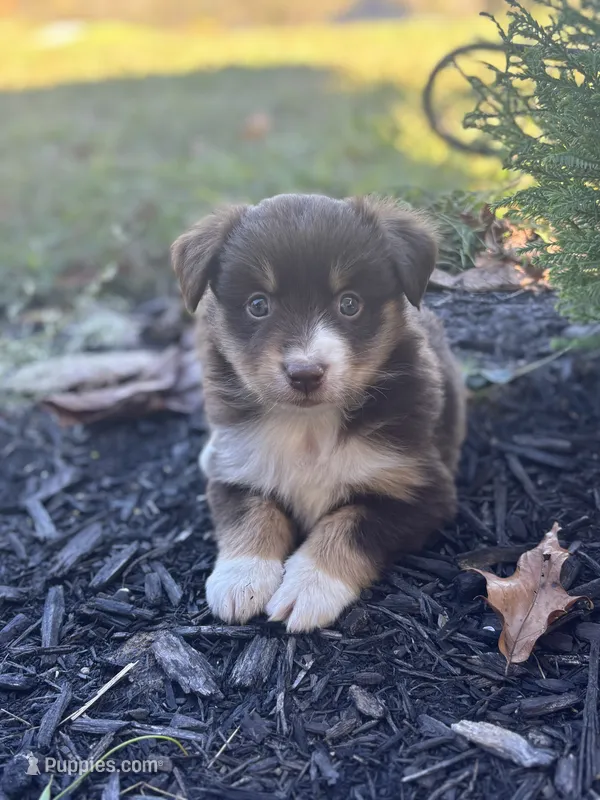 Bella – Miniature Australian Shepherd puppy for sale in Shinnston, WV