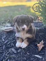 Bella, a female Miniature Australian Shepherd for sale in Shinnston, WV – 1 of 4