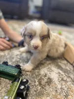 Charlie, a male Miniature Australian Shepherd for sale in Shinnston, WV – 2 of 6