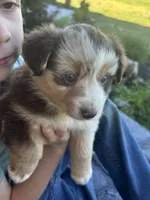 Ally, a female Miniature Australian Shepherd for sale in Shinnston, WV – 3 of 4
