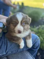Milo , a male Miniature Australian Shepherd for sale in Shinnston, WV – 2 of 2