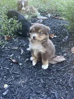 Poppy , a female Miniature Australian Shepherd for sale in Shinnston, WV – 5 of 5
