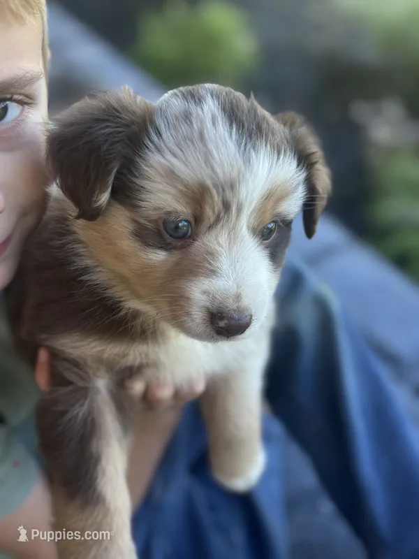 Ally – Miniature Australian Shepherd puppy for sale in Shinnston, WV