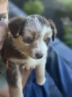 Ally, a female Miniature Australian Shepherd for sale in Shinnston, WV – 1 of 4