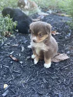 Poppy , a female Miniature Australian Shepherd for sale in Shinnston, WV – 4 of 5