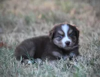 August, a male Miniature Australian Shepherd for sale in Wolfe City, TX – 2 of 6