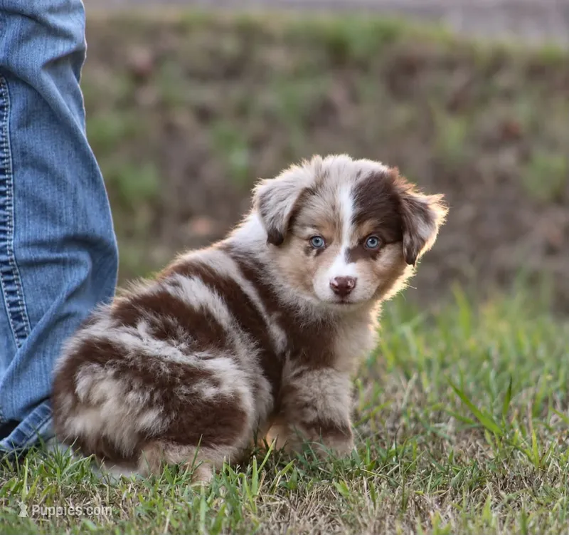 Sunny – Miniature Australian Shepherd puppy for sale in Wolfe City, TX
