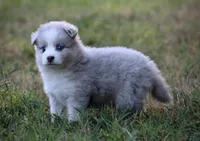 Glory, a female Pomsky for sale in Wolfe City, TX – 3 of 8