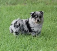 Aster, a male Pomsky for sale in Wolfe City, TX – Photo 2 of 7