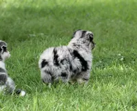 Aster, a male Pomsky for sale in Wolfe City, TX – Photo 5 of 7