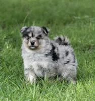 Aster, a male Pomsky for sale in Wolfe City, TX – Photo 1 of 7