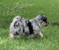 Aster, a male Pomsky for sale in Wolfe City, TX – Photo 3 of 7