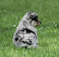 Aster, a male Pomsky for sale in Wolfe City, TX – Photo 4 of 7
