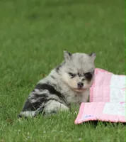 Daisy, a female Pomsky for sale in Wolfe City, TX – Photo 3 of 6