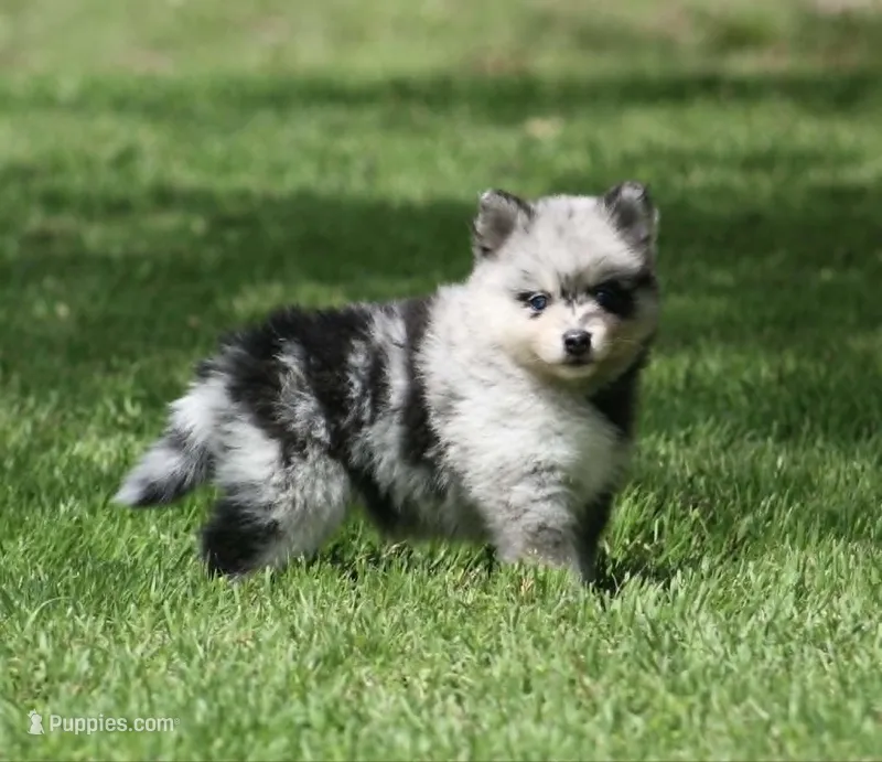 Daisy – Pomsky puppy on hold in Wolfe City, TX