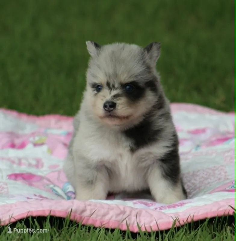 Daisy – Pomsky puppy for sale in Wolfe City, TX
