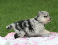 Daisy, a female Pomsky for sale in Wolfe City, TX – Photo 2 of 6