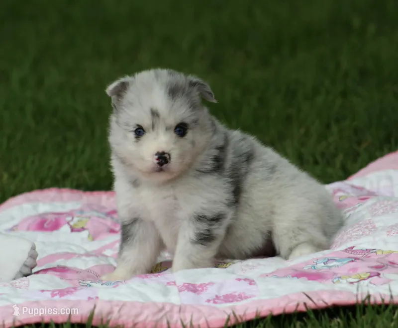 Lilly – Pomsky puppy for sale in Wolfe City, TX