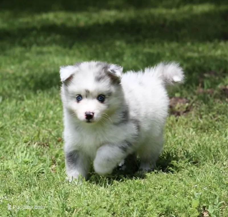 Lilly – Pomsky puppy for sale in Wolfe City, TX